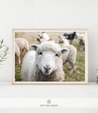 WILDLIFE & ANIMAL SHIPPED PRINT #006